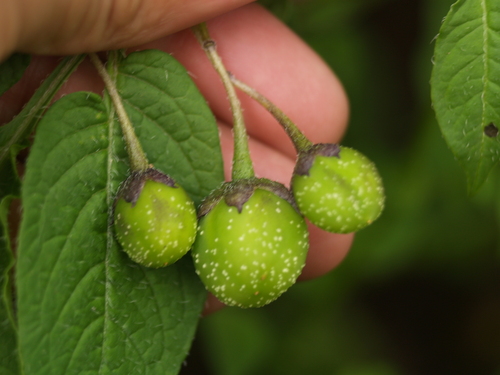 Solanum verrucosum (Papa morada) — photo
