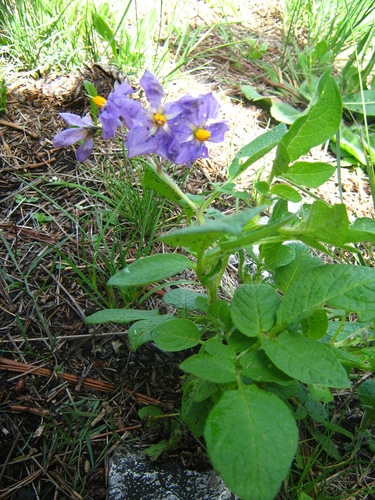 Solanum verrucosum (Papa morada) — photo