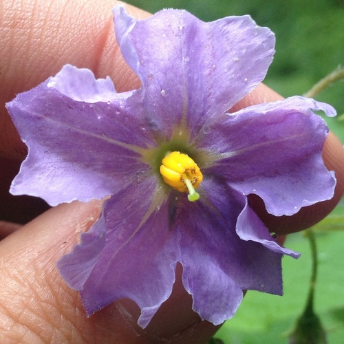 Solanum verrucosum