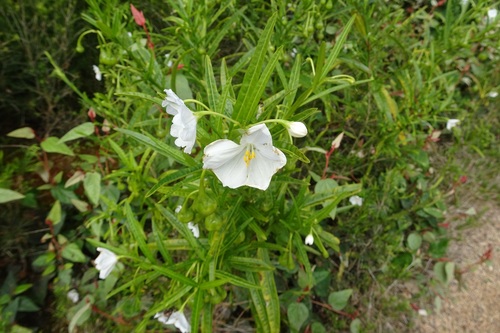 Solanum vescum (Kangaroo apple) — photo