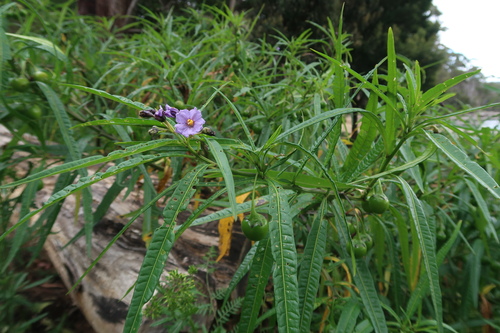 Solanum vescum (Kangaroo apple) — photo