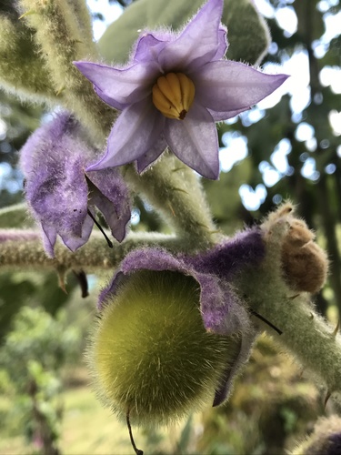 Solanum vestissimum (Toranja) — photo
