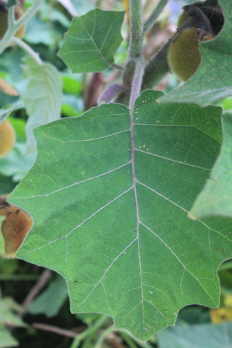 Solanum vestissimum (Toranja) — photo