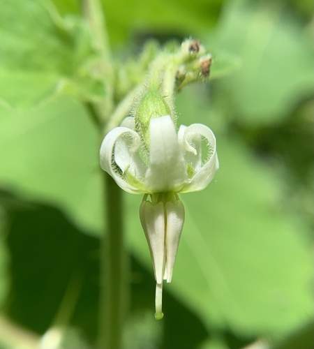 Solanum viarum — photo