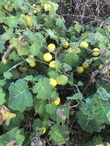 Solanum viarum — photo