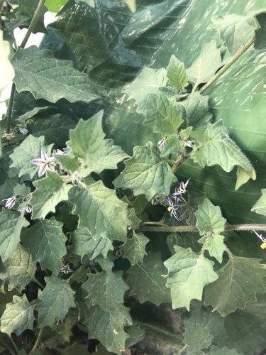 Solanum villosum (Hairy Nightshade) — photo
