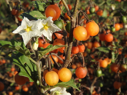 Solanum villosum (Hairy Nightshade) — photo