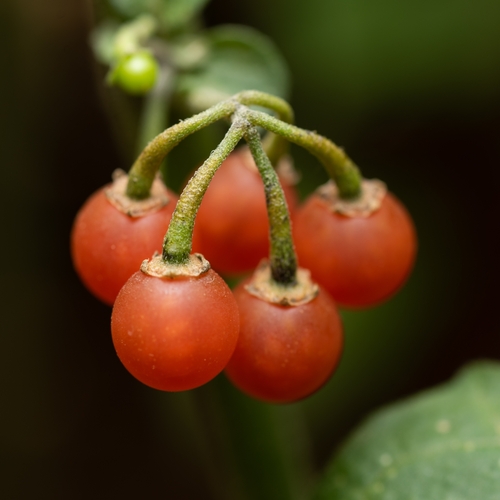 Solanum villosum