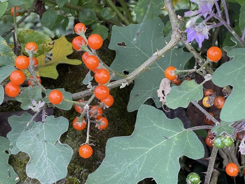 Solanum violaceum (Puthrisunda) — photo