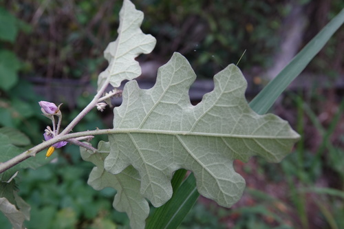 Solanum violaceum (Puthrisunda) — photo