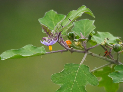 Solanum violaceum