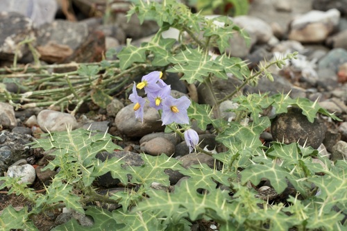 Solanum virginianum (Thorny nightshade) — photo