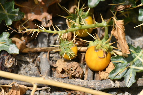 Solanum virginianum (Thorny nightshade) — photo