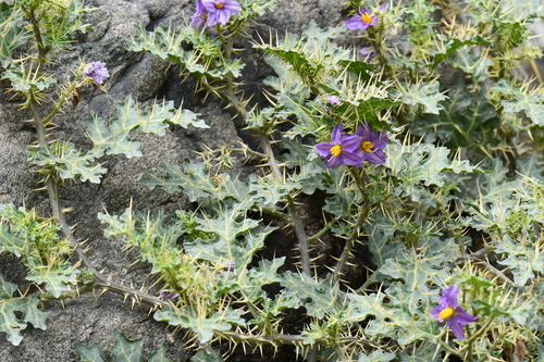 Solanum virginianum