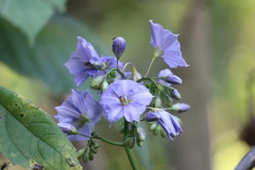 Solanum wendlandii (Costa Rican Nightshade) — photo