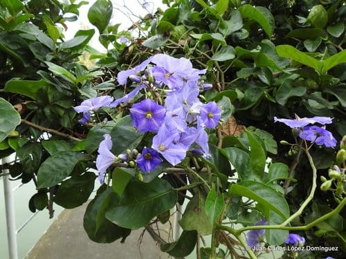 Solanum wendlandii (Costa Rican Nightshade) — photo