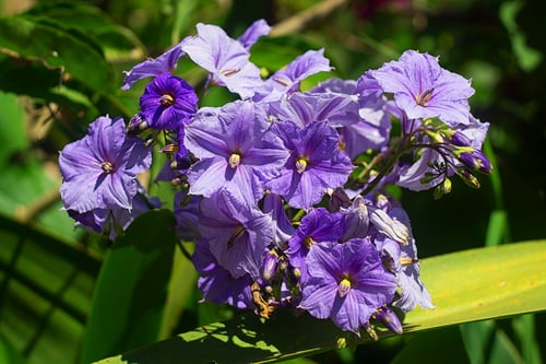 Solanum wendlandii