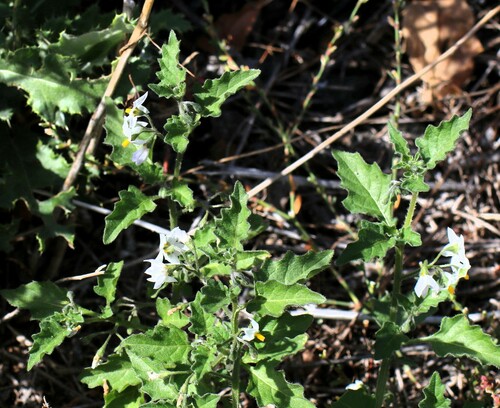 Solanum x curtilobum (Bitter potatoes) — photo