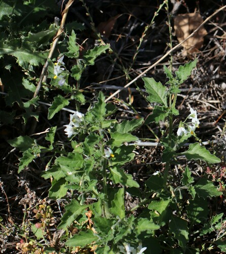 Solanum x juzepczuki (Bitter potatoes) — photo