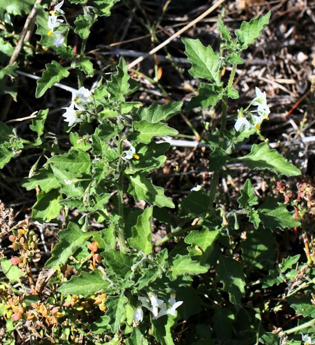 Solanum x juzepczuki