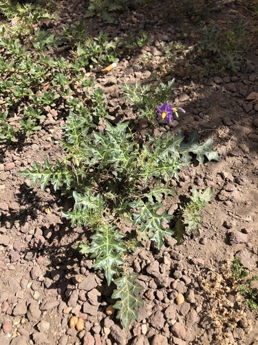 Solanum xanthocarpum — photo