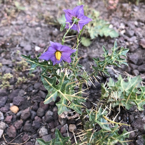 Solanum xanthocarpum — photo