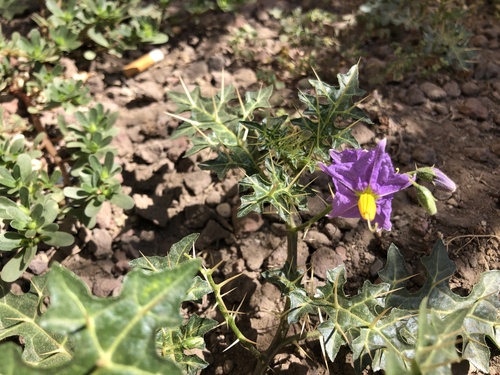 Solanum xanthocarpum