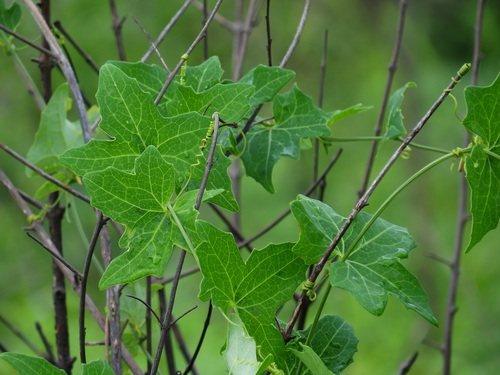 Solena amplexicaulis — photo