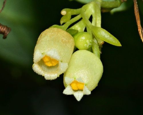 Solena amplexicaulis — photo