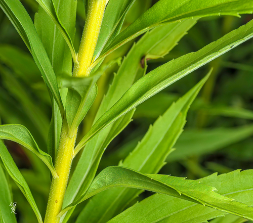 Solidago canadensis (Canadian Golden-rod) — photo