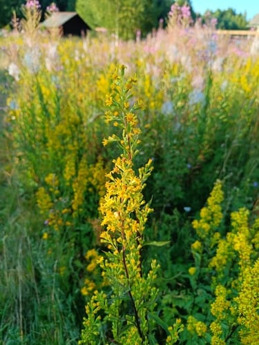 Solidago canadensis subsp. scabra (Canadian goldenrod) — photo