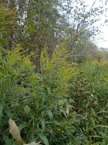 Solidago canadensis subsp. scabra