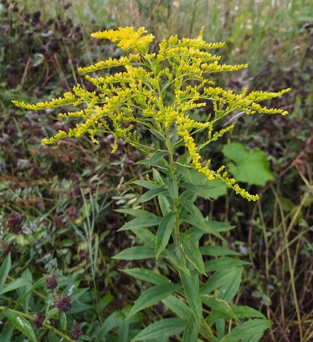 Solidago canadensis (Canadian Golden-rod) — photo