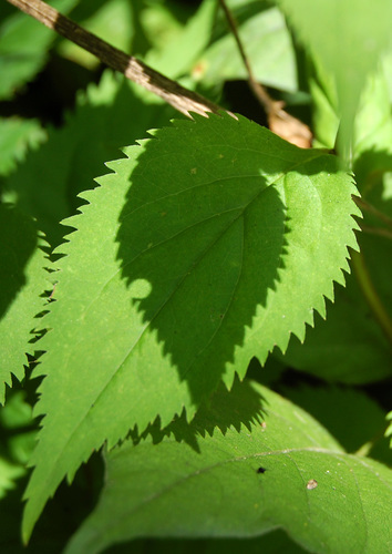 Solidago flexicaulis — photo