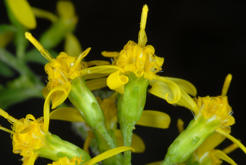 Solidago flexicaulis — photo