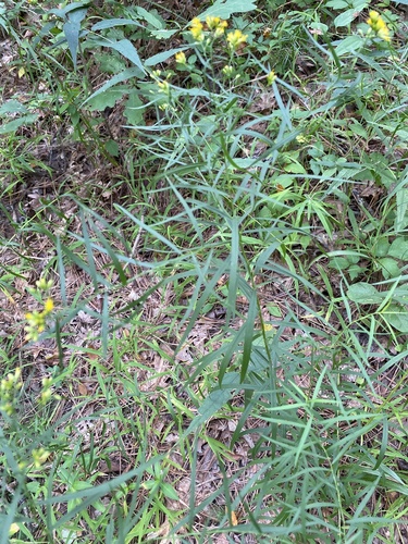 Solidago graminifolia (Fragrant goldenrod) — photo