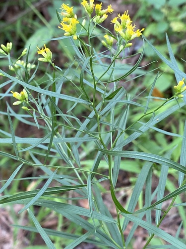 Solidago graminifolia (Fragrant goldenrod) — photo