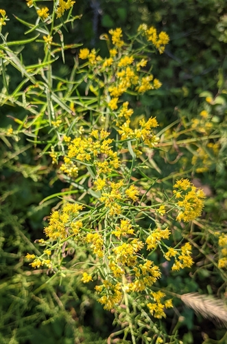 Solidago graminifolia
