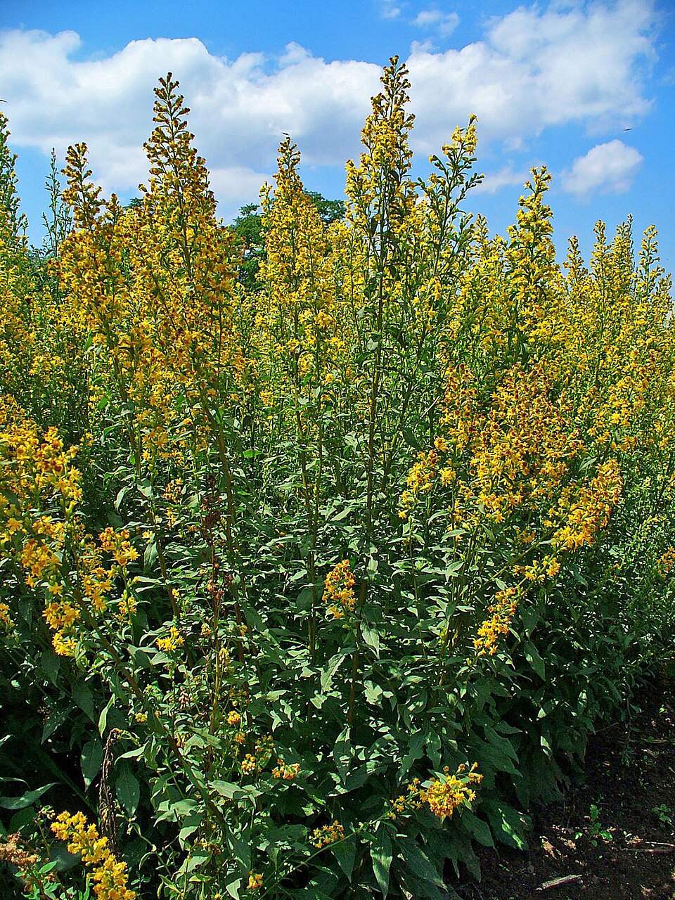 Solidago japonica (Akino-Kirin-So) — photo