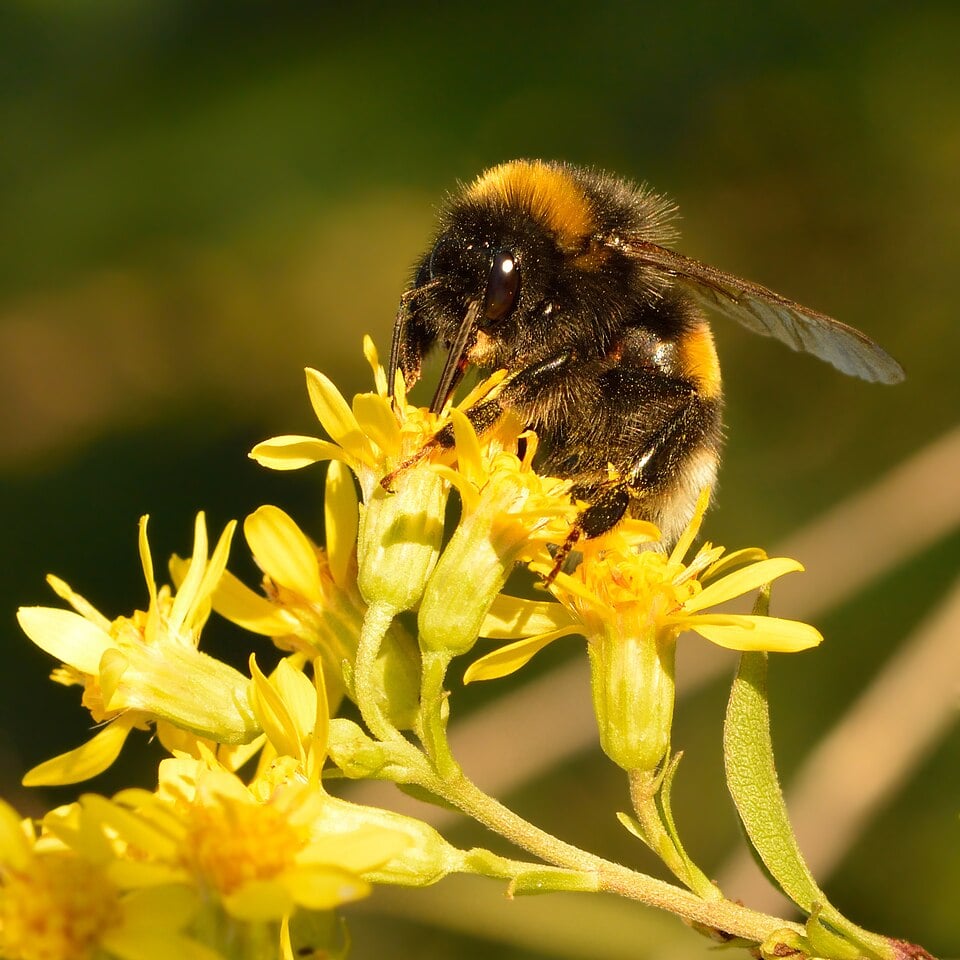 Solidago japonica