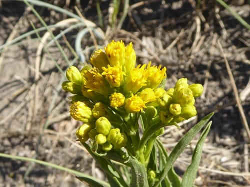 Solidago missouriensis (Prairie goldenrod) — photo