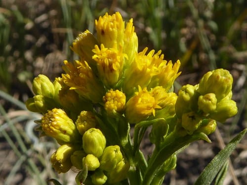 Solidago missouriensis (Prairie goldenrod) — photo