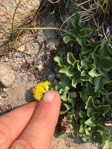 Solidago nana (Baby Goldenrod) — photo