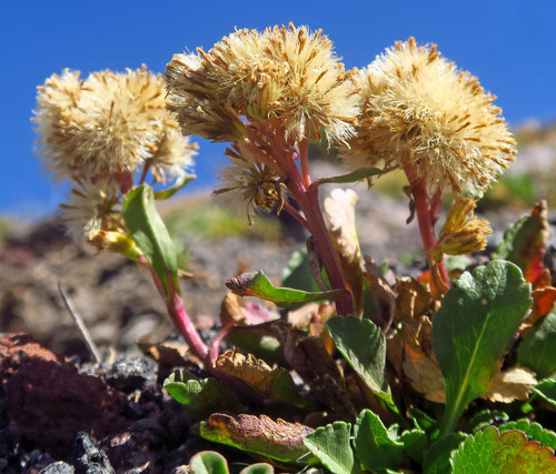 Solidago nana (Baby Goldenrod) — photo