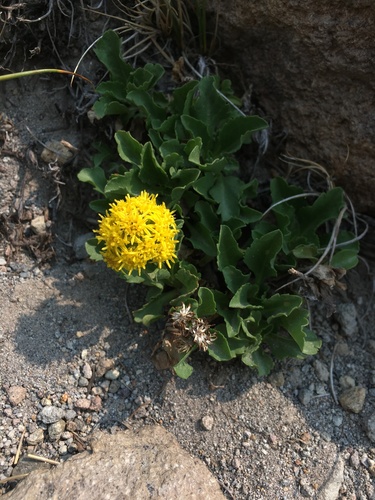 Solidago nana
