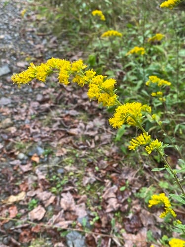 Solidago nemoralis — photo