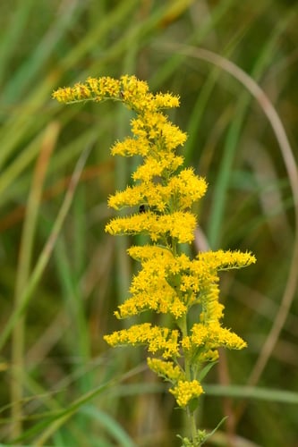 Solidago nemoralis