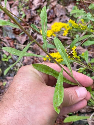 Solidago nemoralis — photo