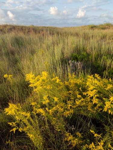 Solidago odora (Sweet goldenrod) — photo