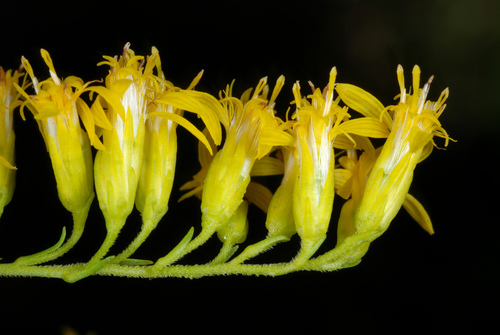 Solidago odora subsp. chapmanii